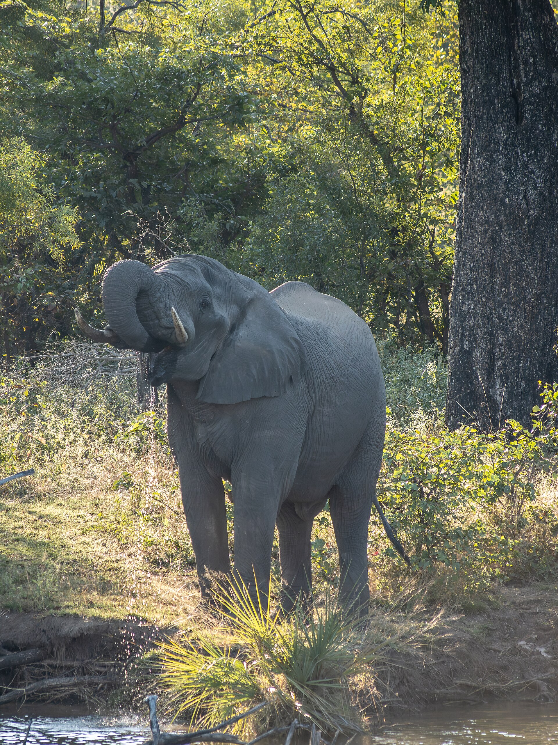 Éléphant buvant au bord du Zambèze au couchant
